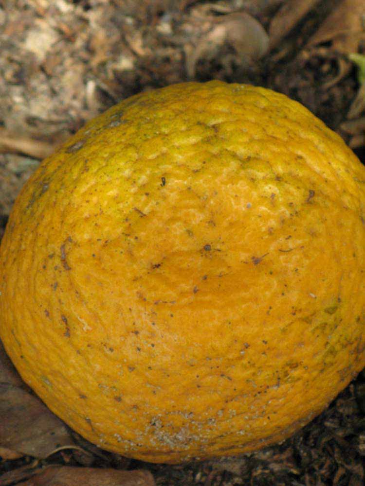            Fruit (Winter Haven, FL)   